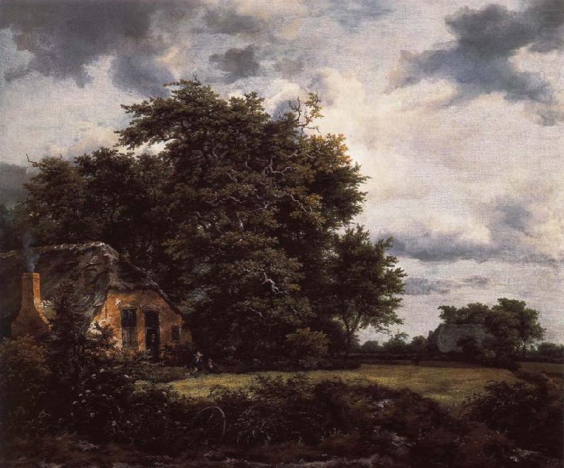 Cottage under the trees near a Grainfield, Jacob van Ruisdael